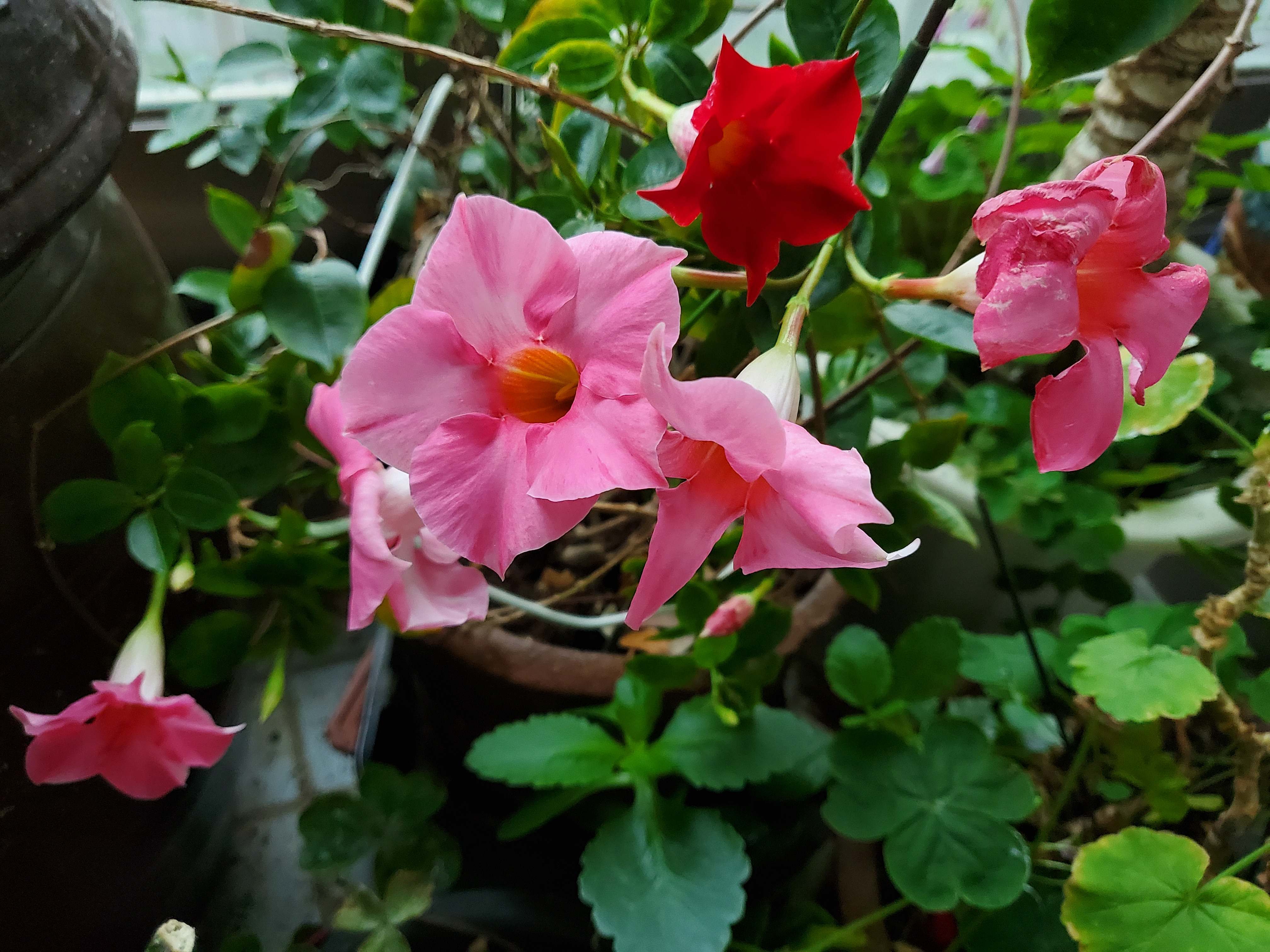 20210525_085528[1].jpg