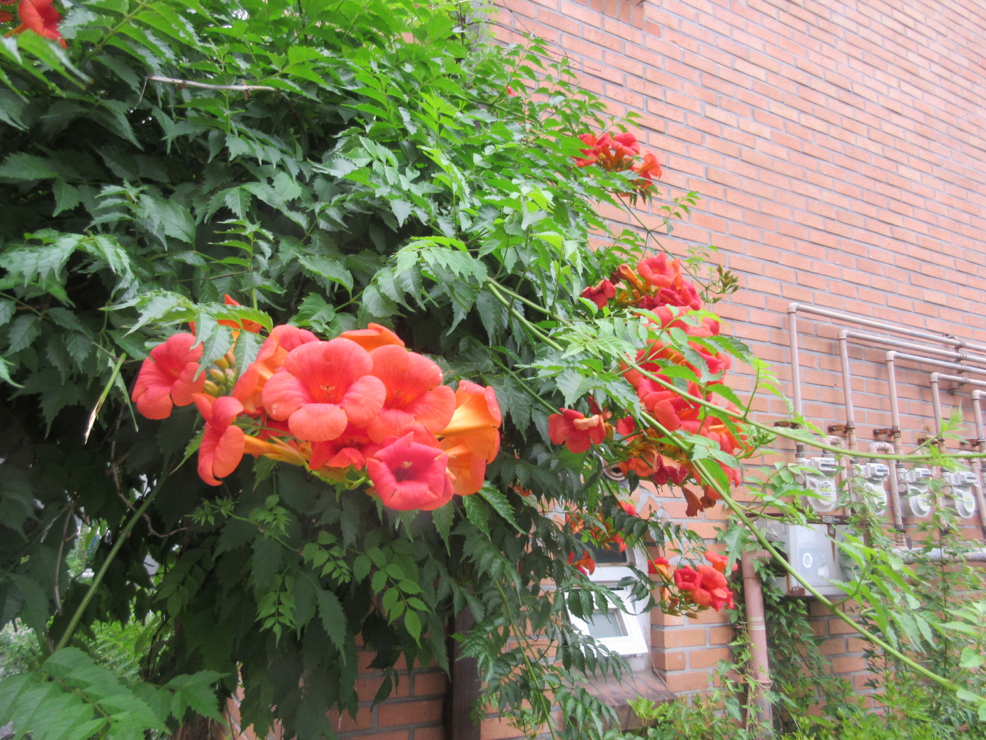 reIMG_4115.JPG
